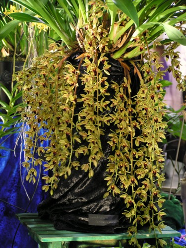 Cymbidium devonianum
